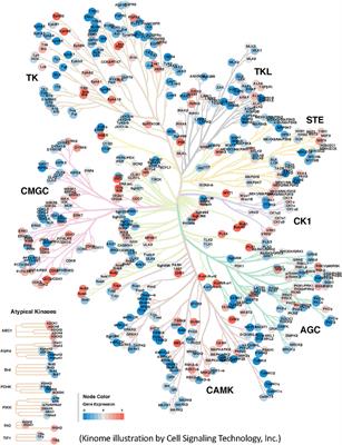 Recent advances in targeting protein kinases and pseudokinases in cancer biology